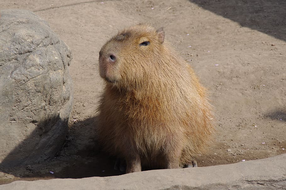 capybara, eye-rolling smiley, tweets from a pupil, animal themes, HD wallpaper