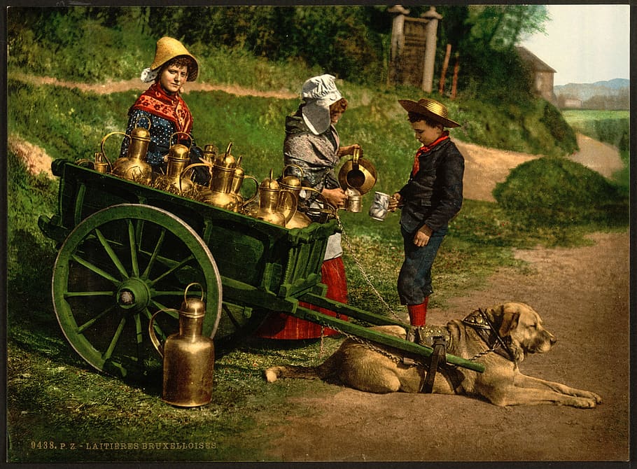 milk seller, person, boy, woman, old, dogcart, vintage, photocrom, HD wallpaper