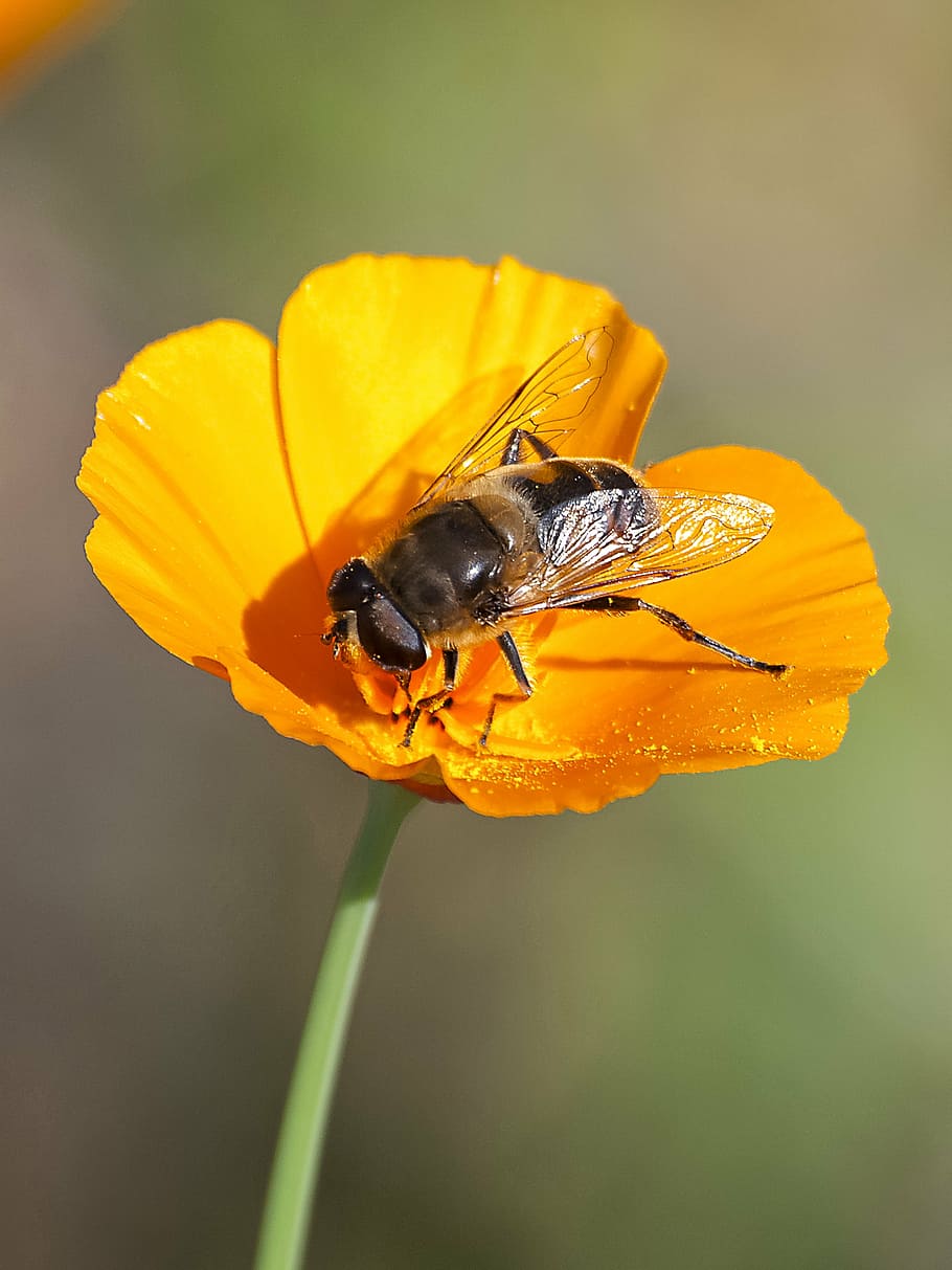 hoverfly, insect, nature, animal, flower, flowering plant, animal wildlife HD wallpaper