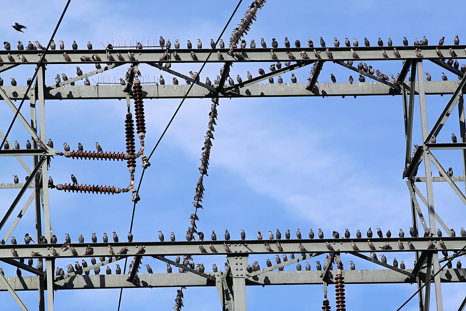 Stare, Flock Of Birds, star flight, birds on power pole, persevere, HD wallpaper