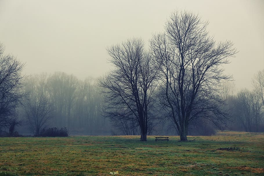 tree, two, together, symbol, lawn, grass, outdoor, landscape HD wallpaper
