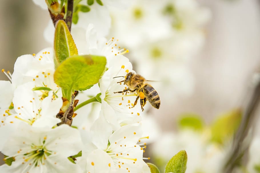honeybee on white flower, honey bee, blossom, bloom, insect, apis, HD wallpaper