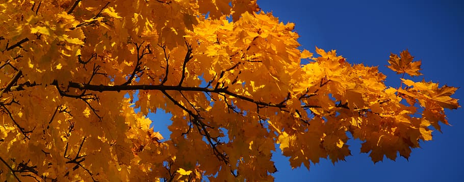 maple, maple leaf, autumn, bright colours, yellow, blue sky HD wallpaper