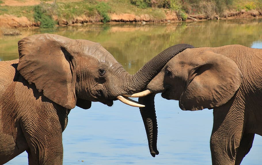 two elephants facing each other in a body of water, african bush elephant