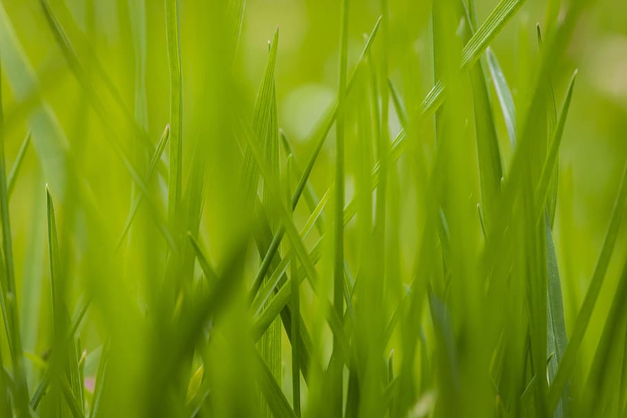 grass, green grass, close-up, simple, green background, nature HD wallpaper