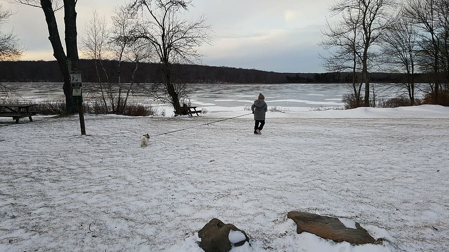 winter, lake, dog, snow, cold temperature, full length, tree HD wallpaper