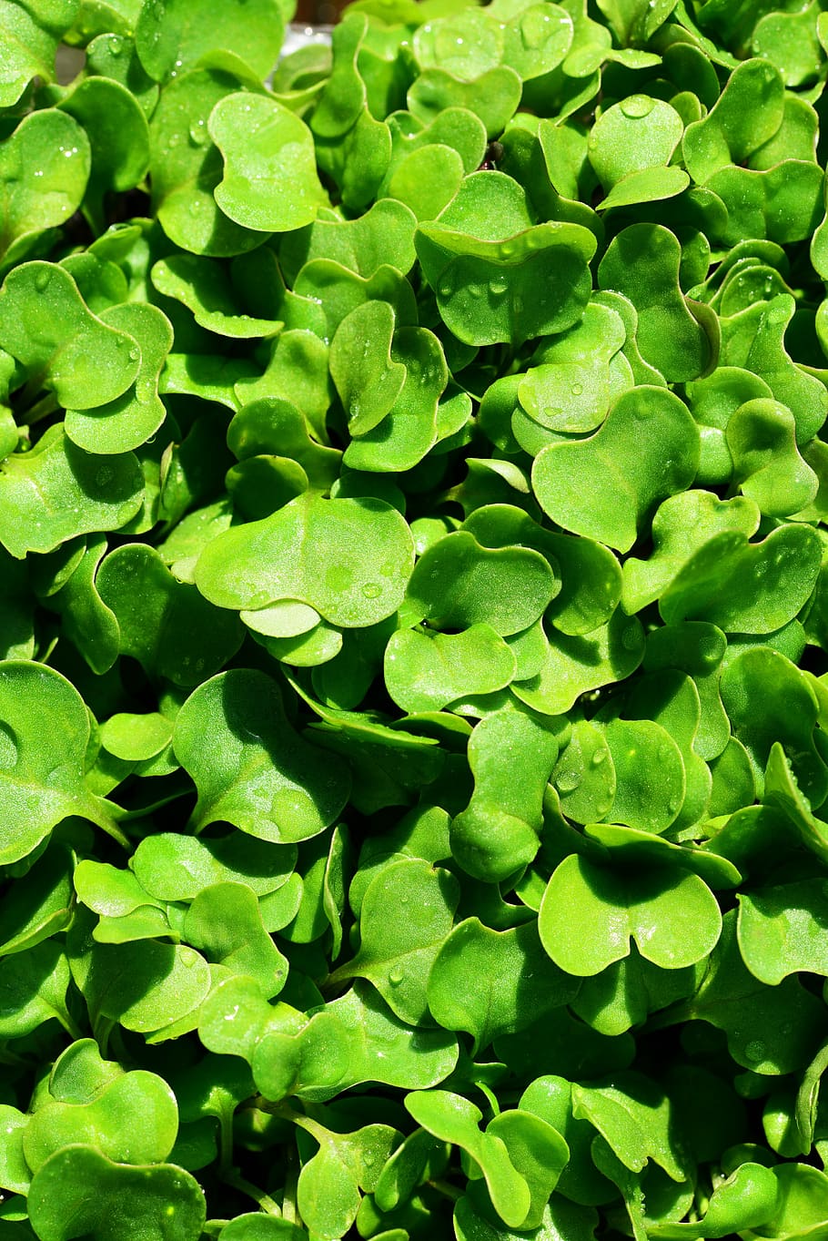 wild rocket seedlings, diplotaxis tenuifolia, sprout, green HD wallpaper