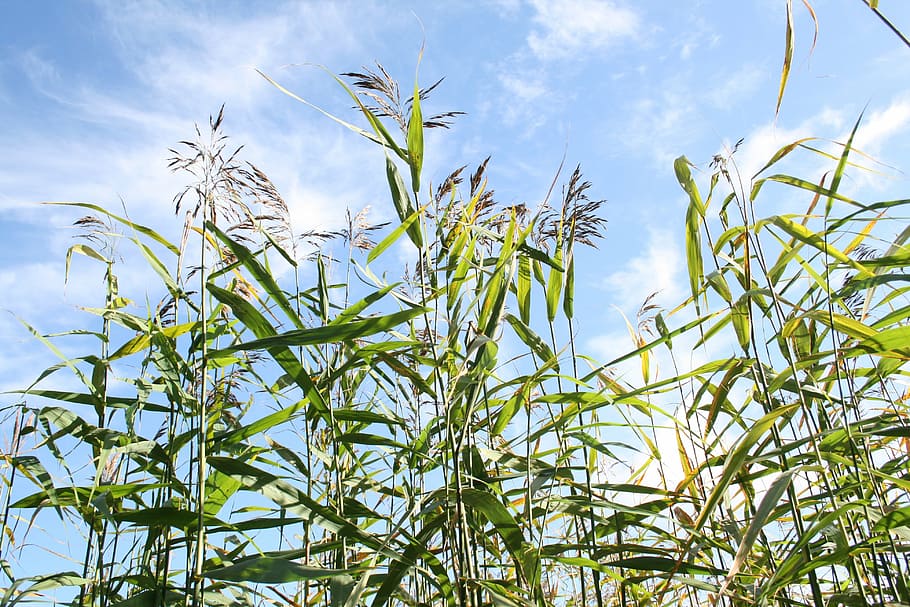 reeds, clouds, summer, growth, plant, sky, cloud - sky, nature HD wallpaper