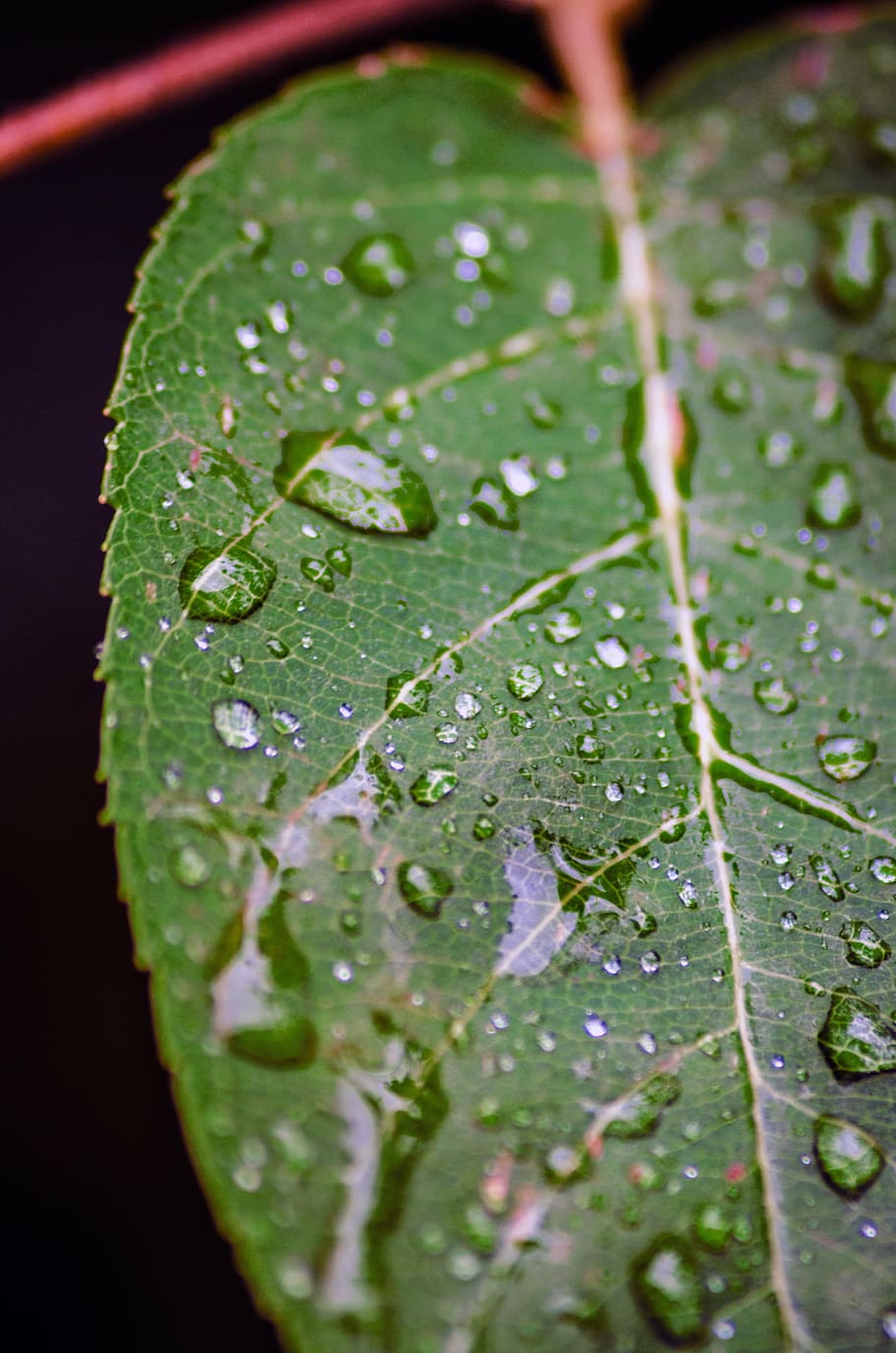 leaf, raindrop, nature, plant, macro, green, close, leaves HD wallpaper