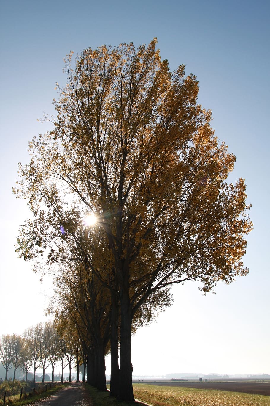 trees, sun, nature, autumn, air, branches, plant, beauty in nature HD wallpaper