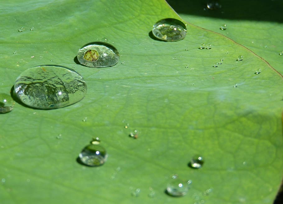 water drop on green leaf, lotus effect, drip, structure, raindrop HD wallpaper