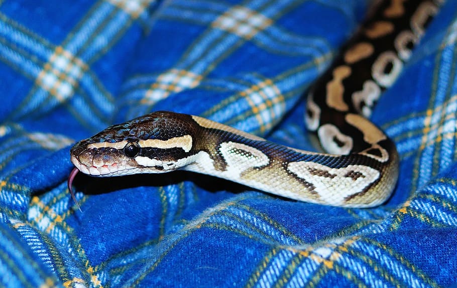 mojave python, snake, exotic, graceful, noble, reptile, yellow HD wallpaper