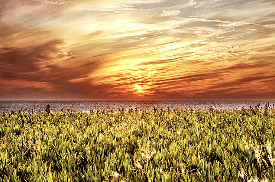 nature, sunset, grass, water, sky, agriculture, summer, yellow HD wallpaper