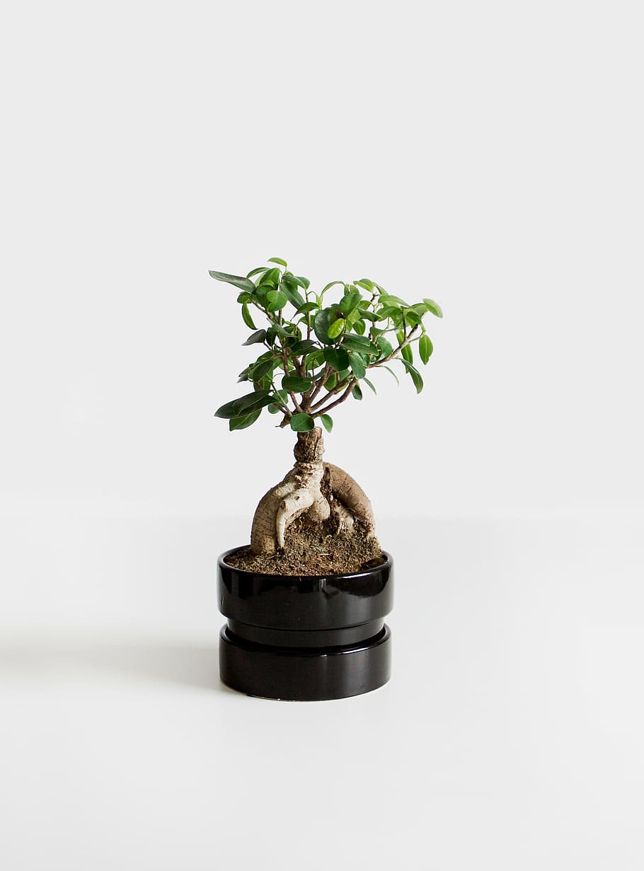 green leafed plant, leafy, black, pot, still, items, things HD wallpaper