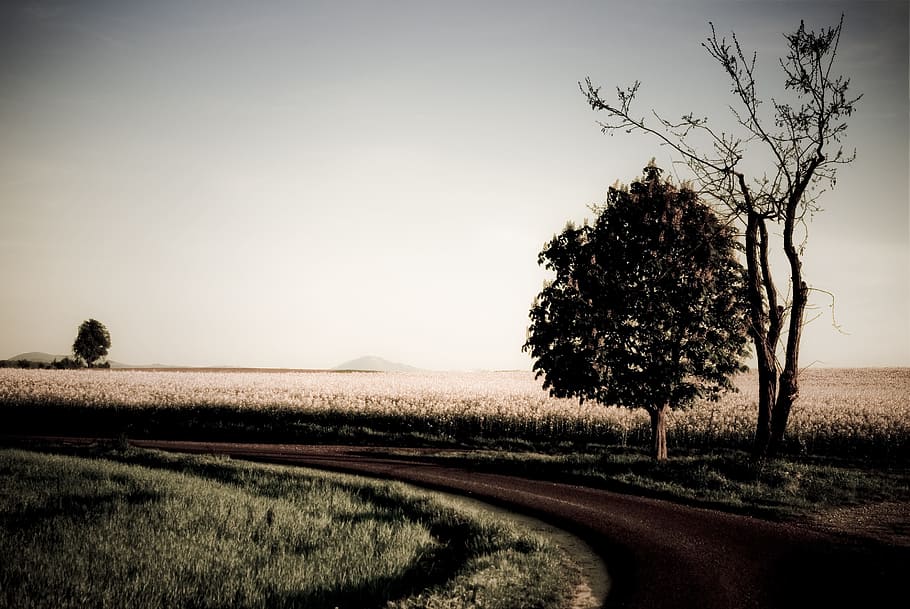 Tree, Road, artistically, rural scene, field, landscape, agriculture HD wallpaper