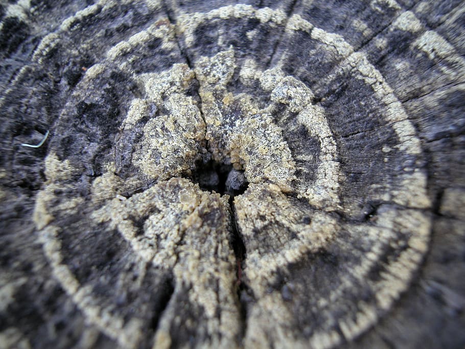 tree ring, age, wood, trunk, circle, section, log, aging, cut, HD wallpaper