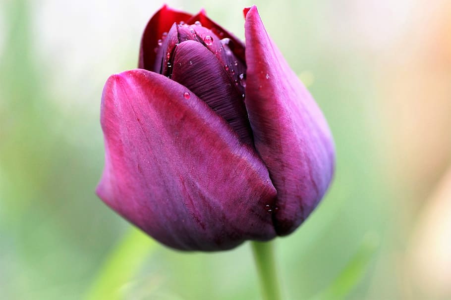 tulip, violet, flower, spring, cibulovina, garden, petals, detailed HD wallpaper