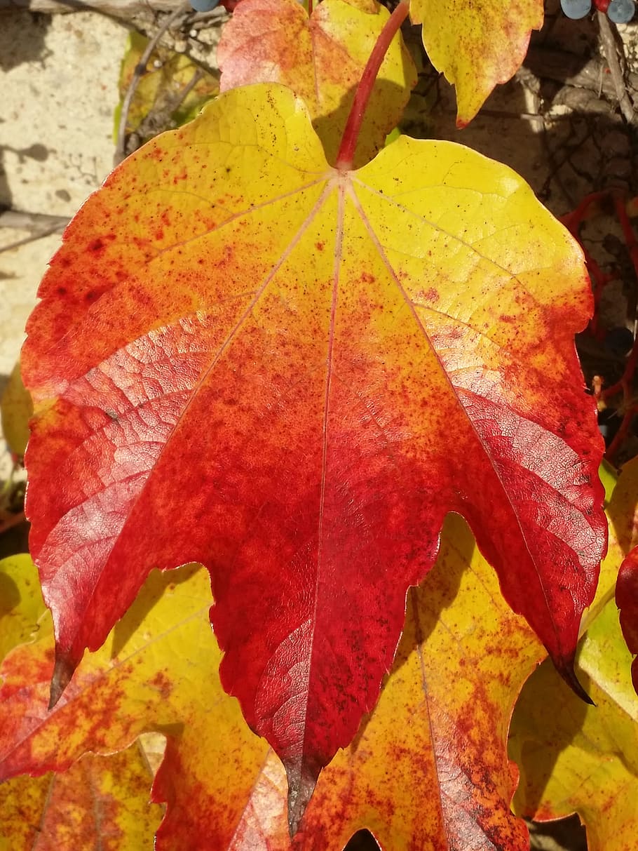 autumn, leaf, fall foliage, leaves, red leaves, fall color HD wallpaper