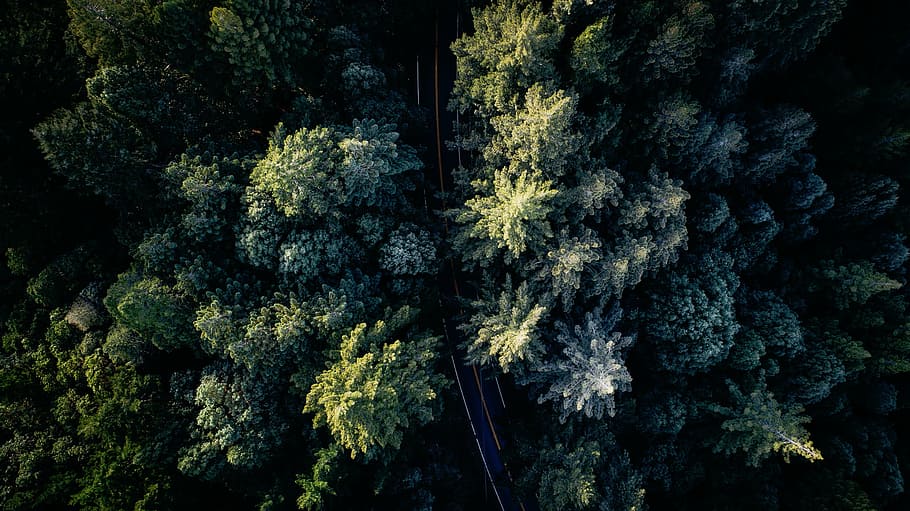 aerial view photography of green forest, nature, woods, trees HD wallpaper