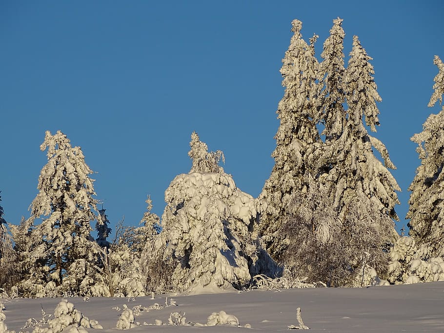 winter, winter forest, snow, wintry, nature, snowy, december HD wallpaper