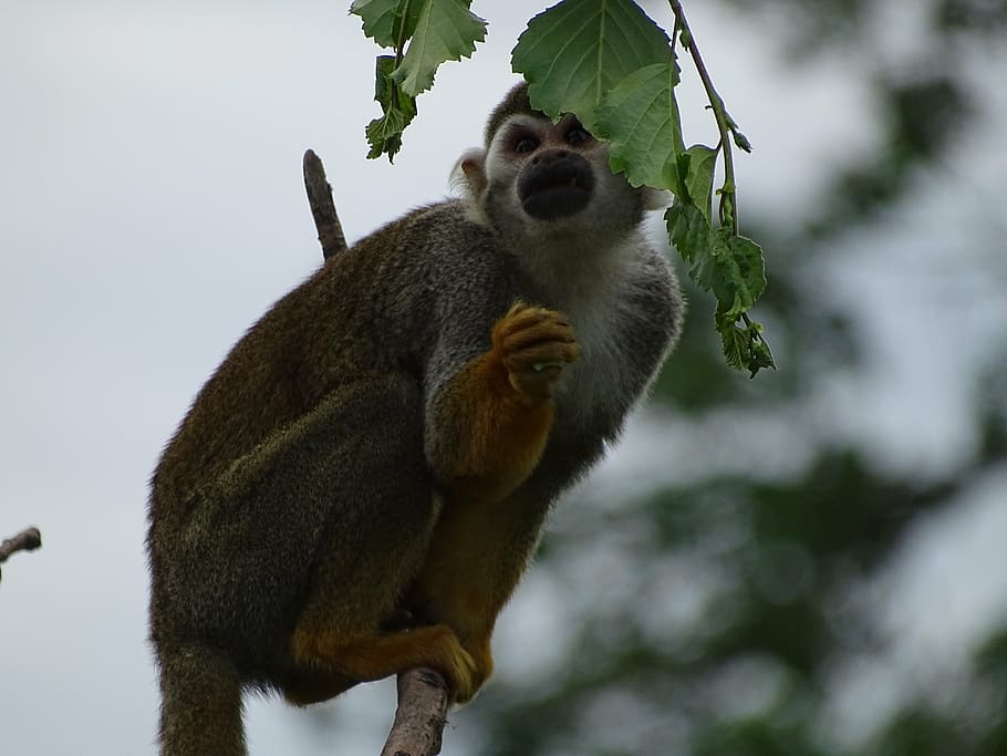 monkey, zoo, wildlife, animal wildlife, mammal, animals in the wild HD wallpaper