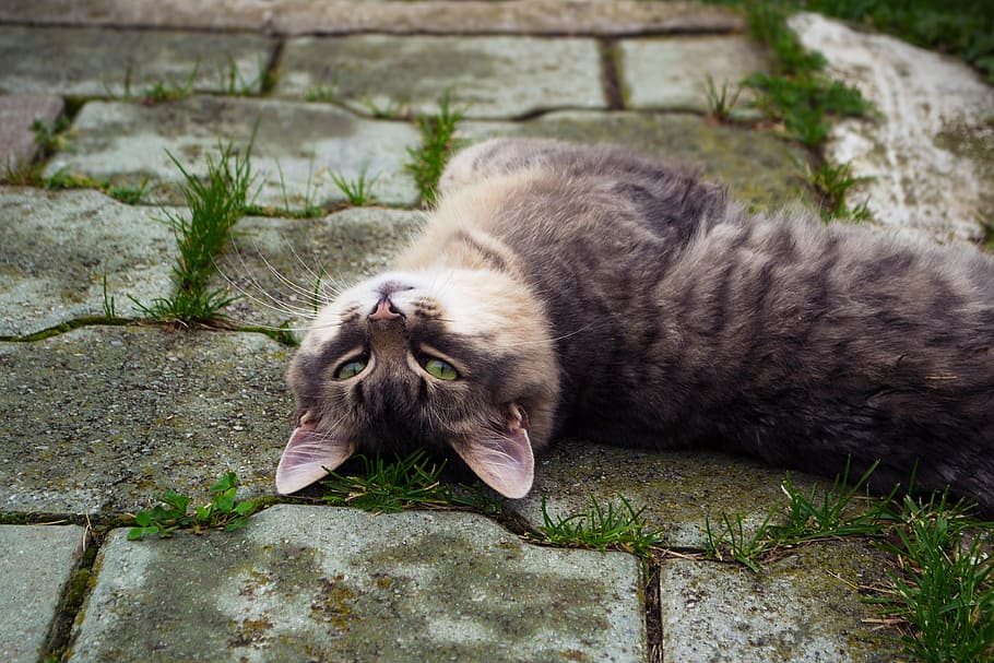 brown tabby cat lying, view, grey, animal, mammal, one animal HD wallpaper