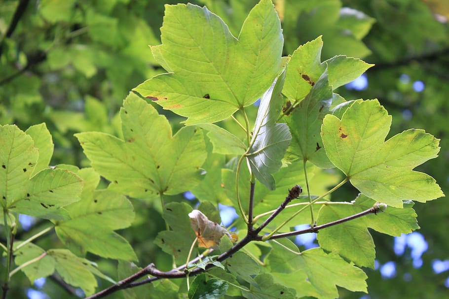 leaves, tree, green, plant part, leaf, growth, green color HD wallpaper