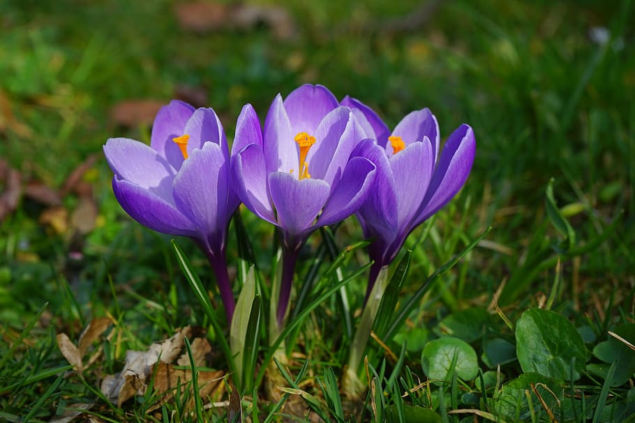 crocus, flowers, plant, spring, frühlingsblüher, violet, purple, HD wallpaper