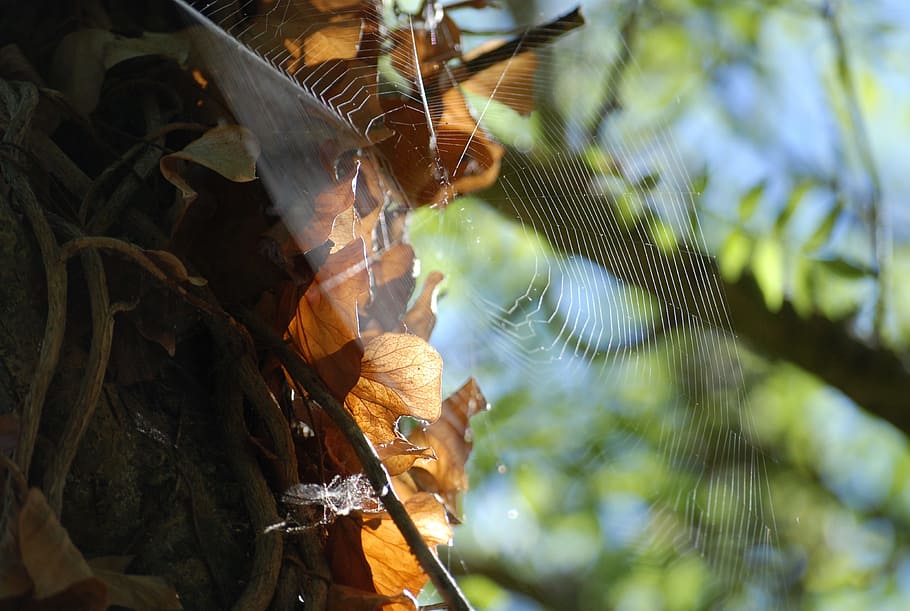 Spider, Canvas, Nature, Insect, macrophoto, low angle view HD wallpaper