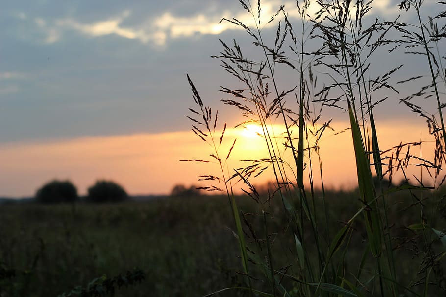 Sunset, Evening, Sunshine, Grass, outdoor, natural, horizon HD wallpaper