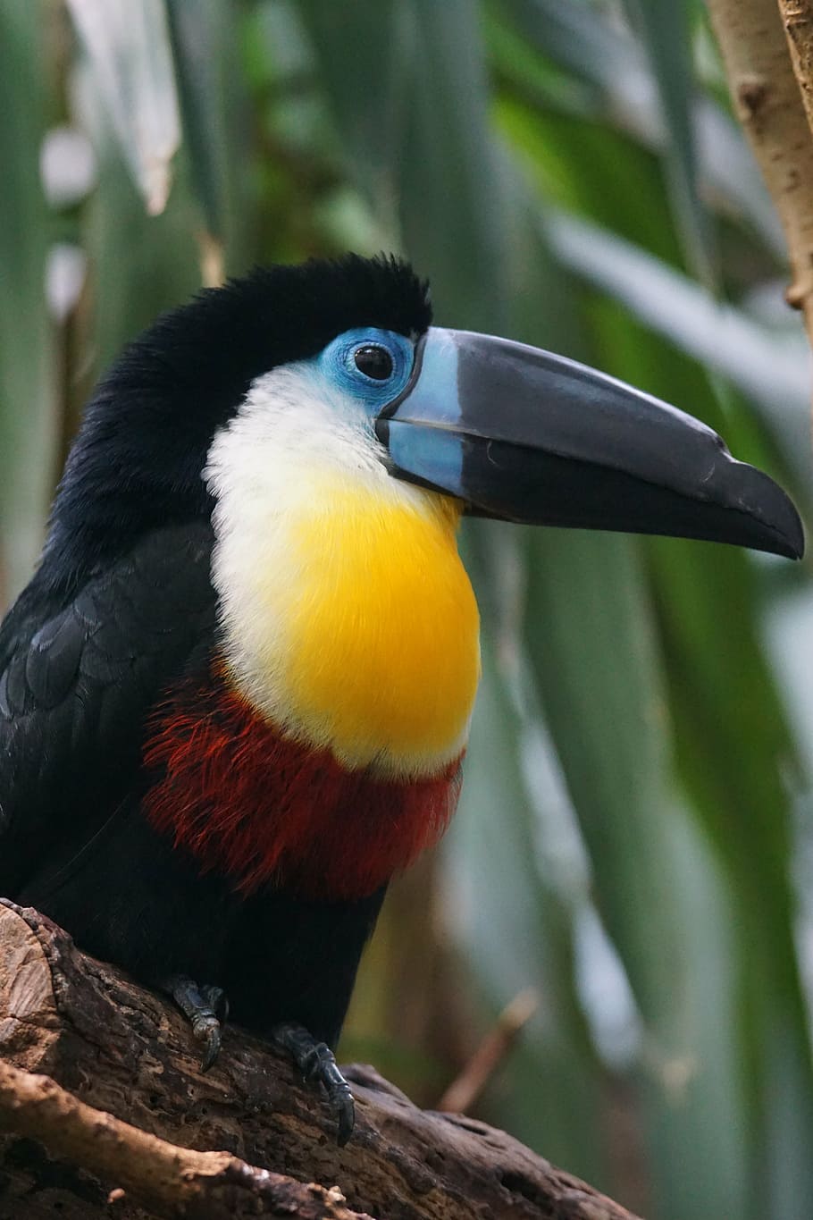 black and beige toucan, bird, animals, channel-billed toucan, HD wallpaper
