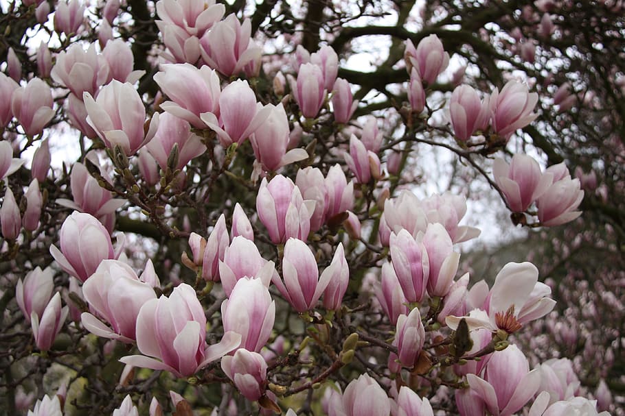 Magnolia, Bloom, Dissolved, spring flowering, flowers, pink color HD wallpaper