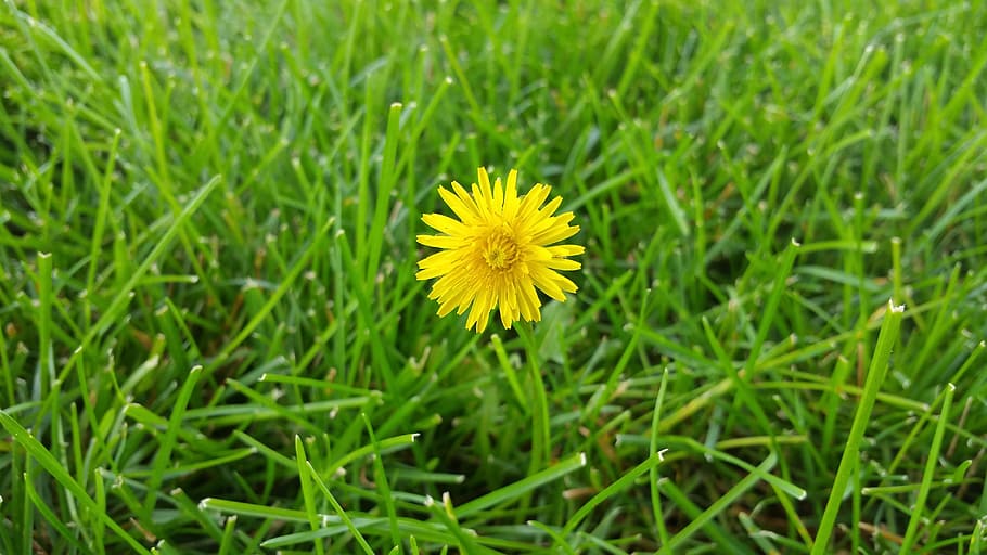 dandelion, grass, background, beautiful, beauty, blossom, color HD wallpaper