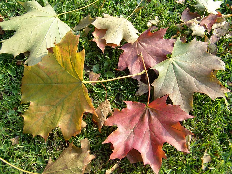 fall, leaves, soil, autumn, grass, plant part, leaf, change HD wallpaper