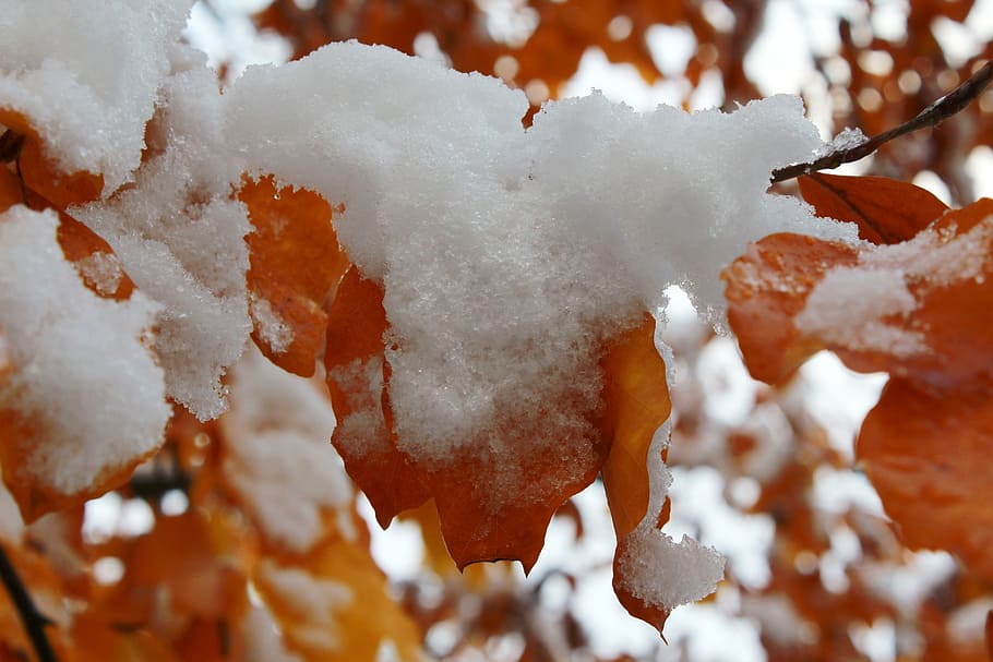 tree, autumn, winter, snow, golden autumn, nature, leaves, cold HD wallpaper
