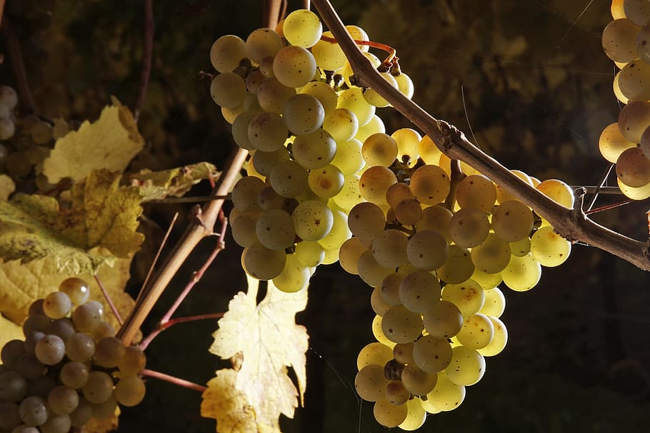close-up photography of green grapes, wine, fruit, winegrowing HD wallpaper