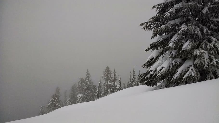 snow, trees, forest, pine, winter, season, nature, cold, white HD wallpaper