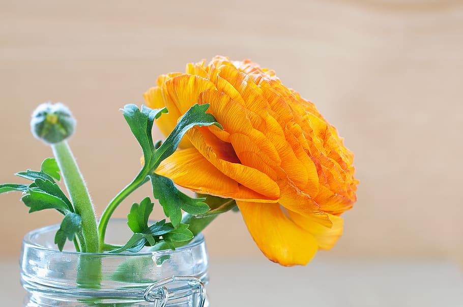 ranunculus, flower, blossom, bloom, petals, bud, orange, orange flower, HD wallpaper