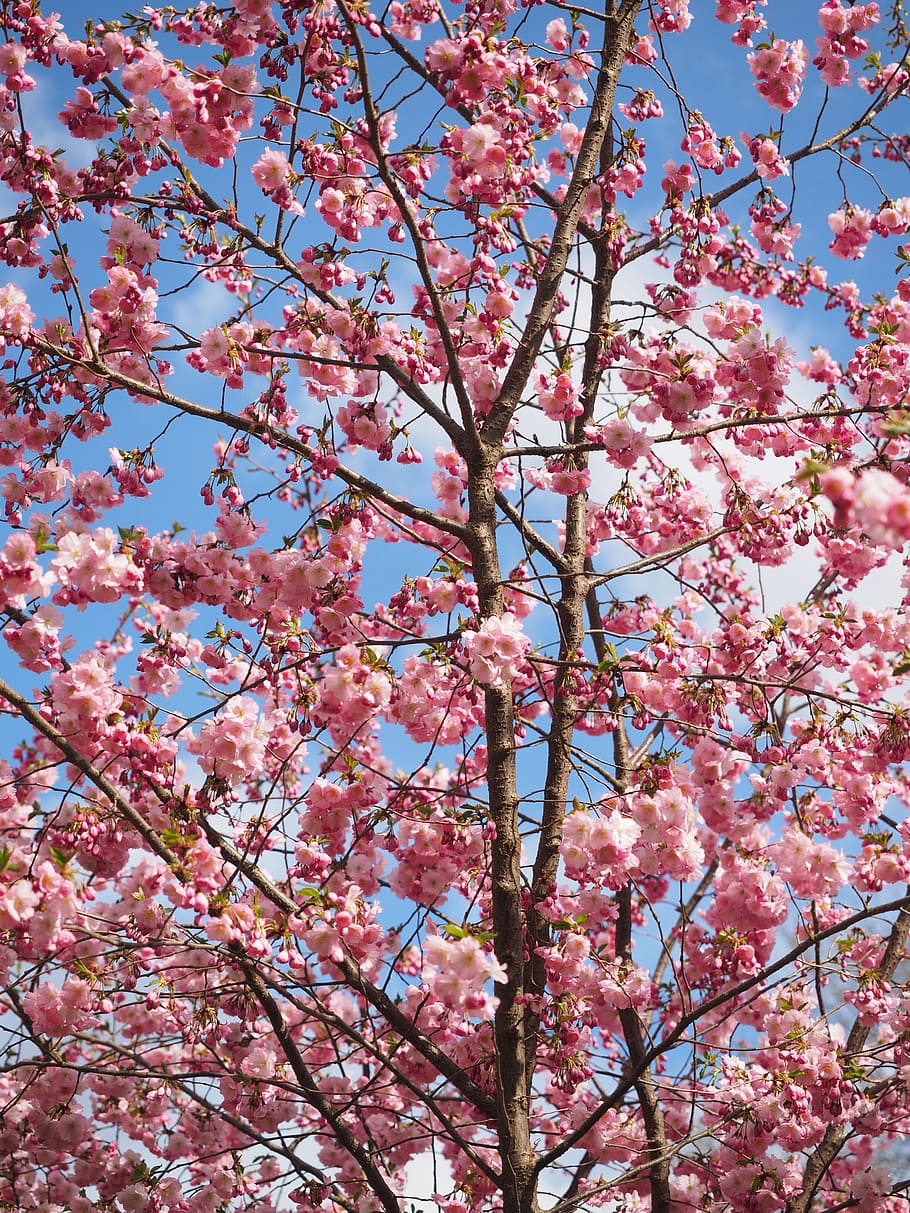 Pink, Tree, Flower, flowers, flower tree, japanese cherry trees HD wallpaper