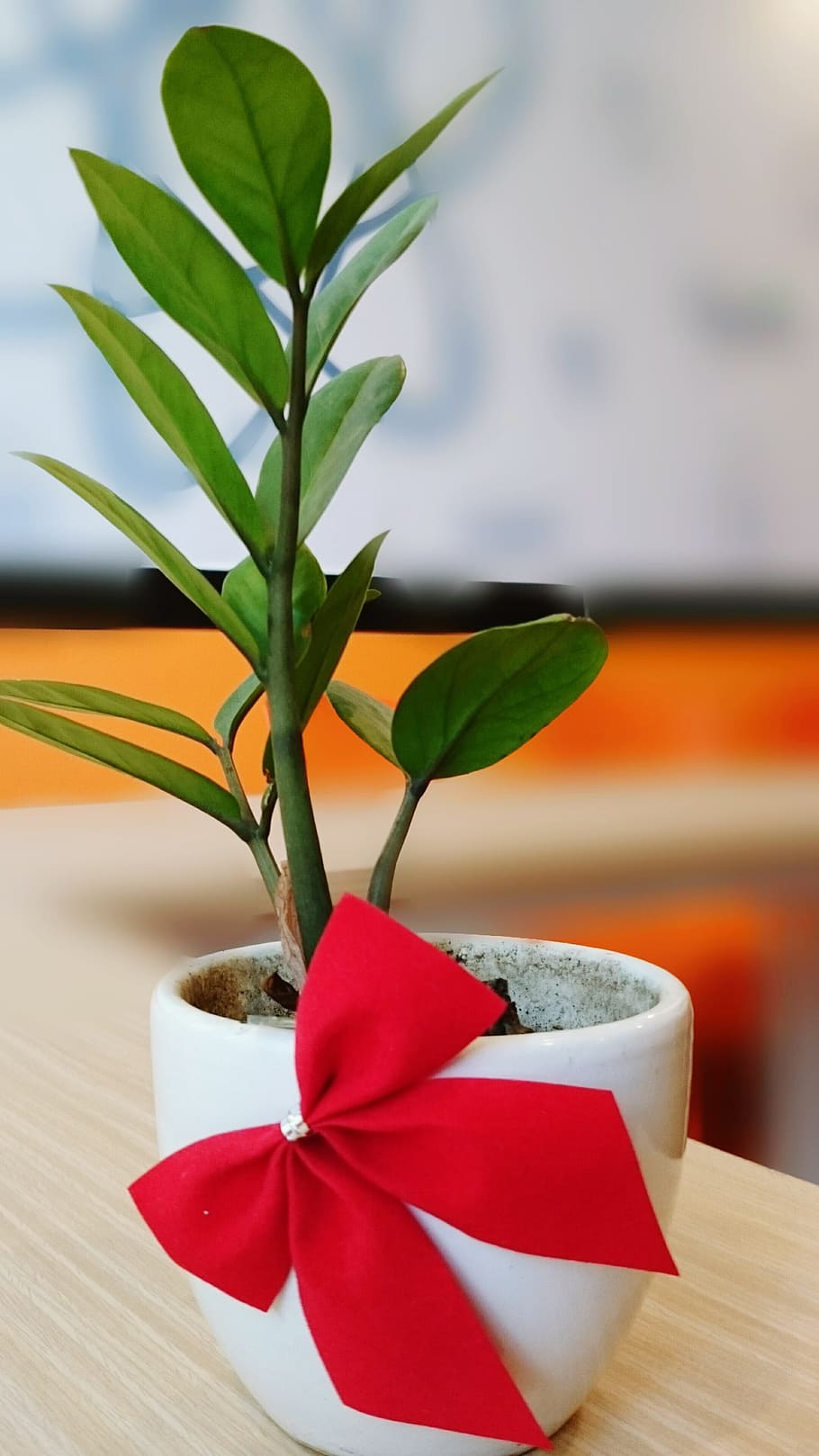 small tree, potted plants, bow, blur the background, red, green HD wallpaper