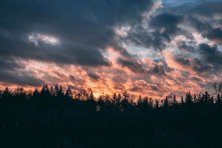 silhouette of trees under gray clouds during sunset, silhouette photography of trees during golden hour HD wallpaper