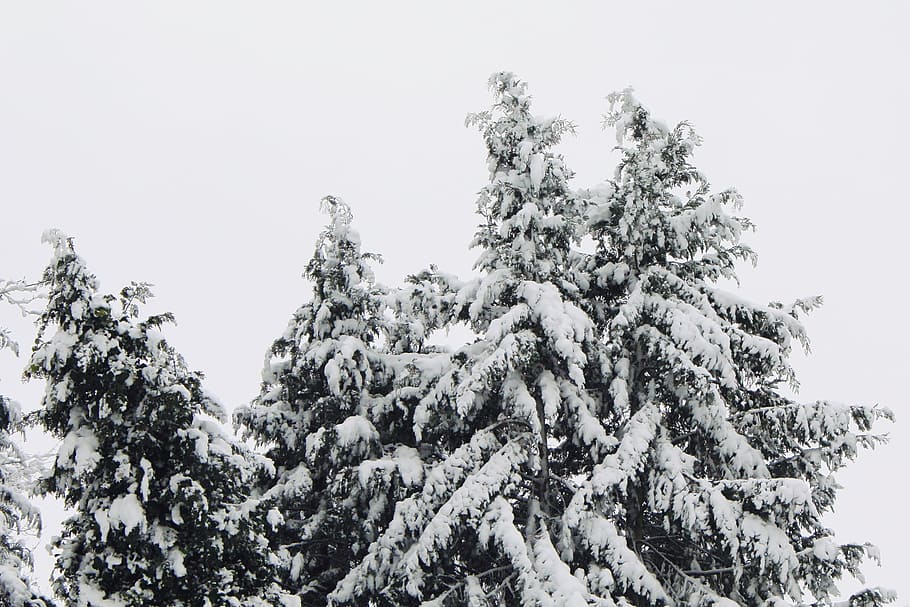 Snow, Snowfall, Cold, Icy, Winter, snow flurry, snowy, wintry HD wallpaper
