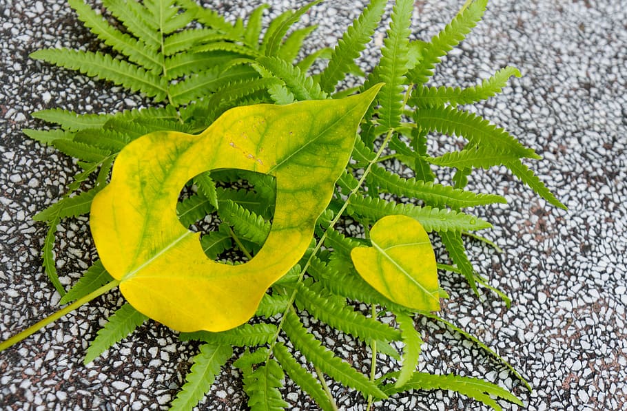 leaf, yellow leaves, background, heart, love, plant part, green color HD wallpaper