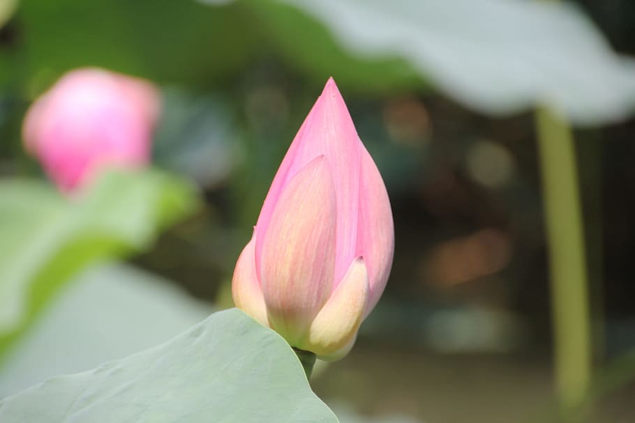 lotus, green leaf, background, flowering plant, pink color HD wallpaper