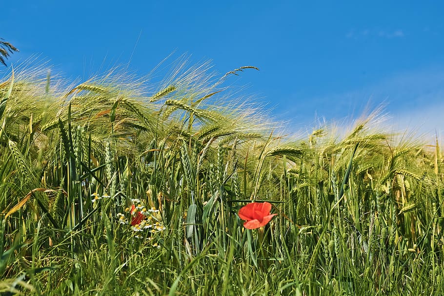 rice field, grain, cornfield, cereals, wheat, agriculture, nature HD wallpaper