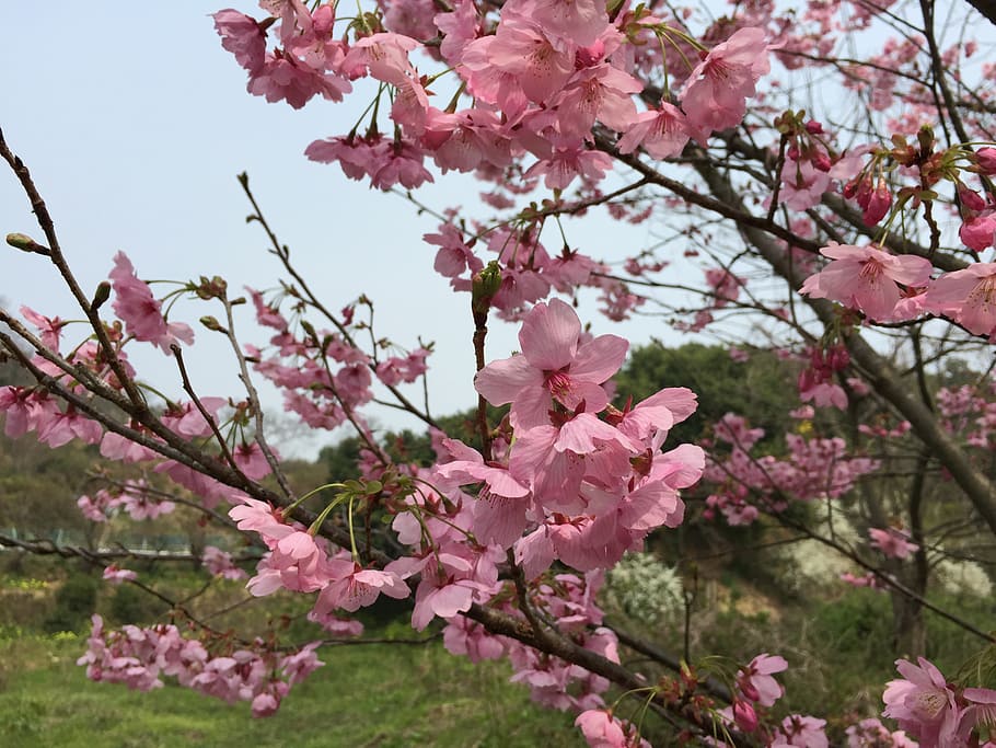 cherry, sunlight sakura, spring, spring flowers, cherry blossoms HD wallpaper