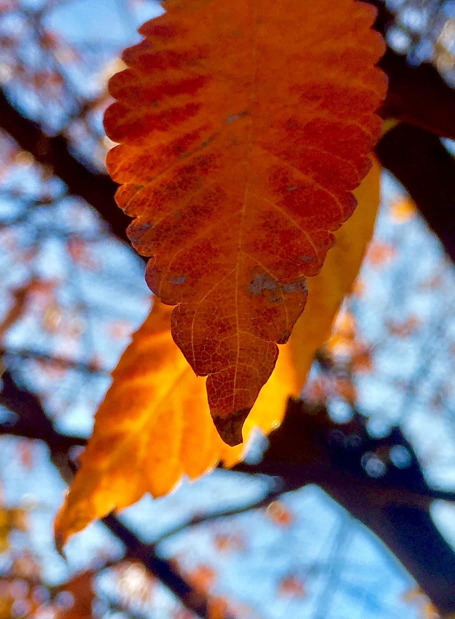 Autumn, Leaves, Fall, Yellow, Color, fall leaves, october, leaf HD wallpaper
