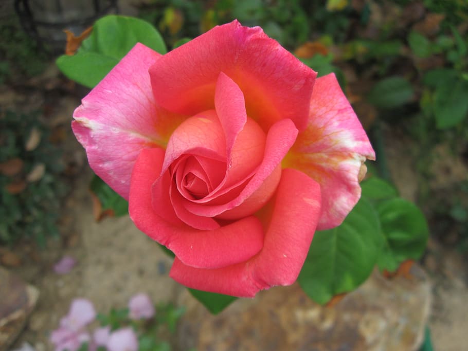 chicago, peace, rose, flowering plant, petal, beauty in nature HD wallpaper