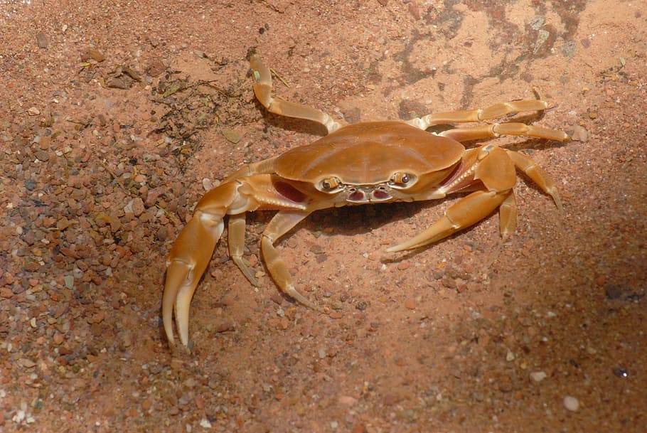 crab, water, river, animal themes, animal wildlife, one animal HD wallpaper