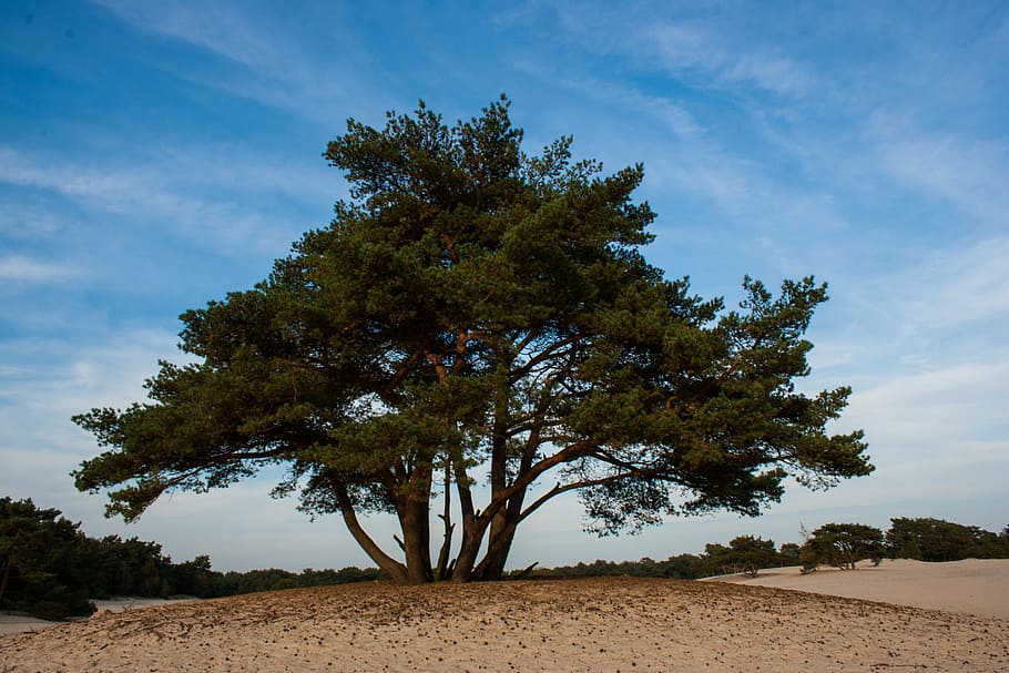 soester dunes, tree, nature, landscape, sand, air, plant, sky HD wallpaper